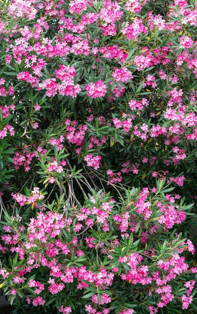 Foto rosa blüten des blühenden baumes common oleander im frühlings botanischen hintergrund nerium oleander