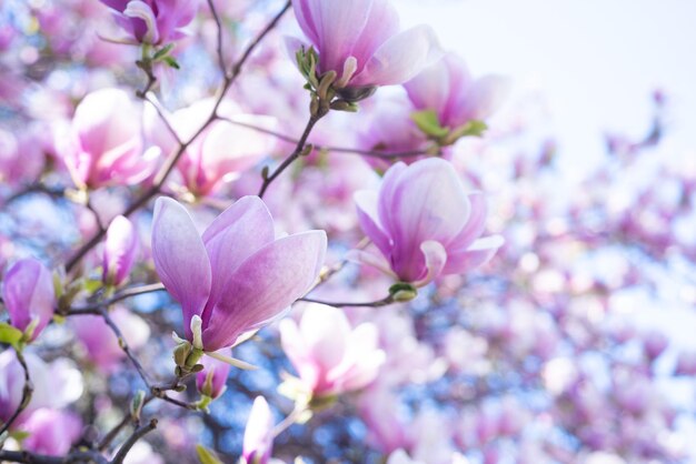 Rosa Blüten des blühenden Magnolienbaums im Frühlingsmakro