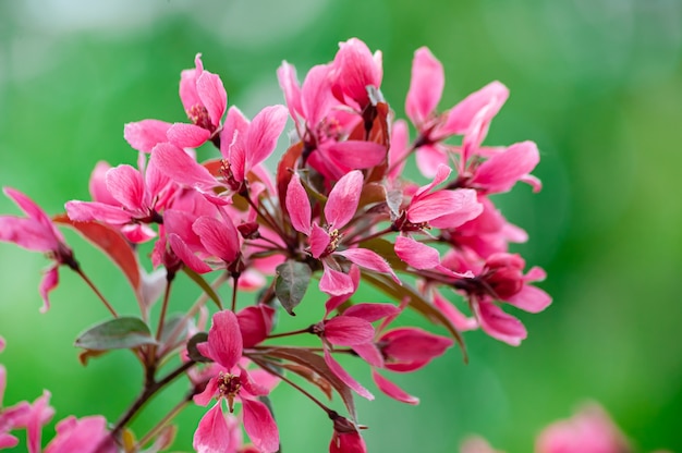 rosa Blüten des blühenden Paradiesapfelbaums