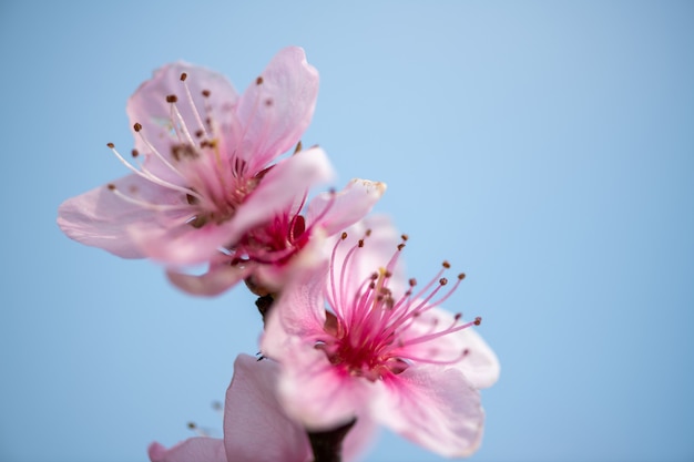 rosa Blüten des Kirschbaums Nahaufnahme von rosa Pflaumenblüten
