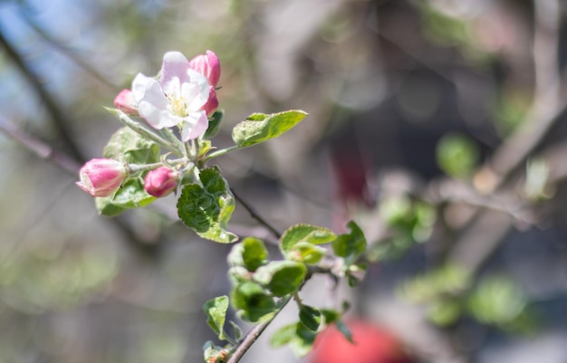 Rosa Blüten eines blühenden Apfelbaums an einem sonnigen Tag in der Nähe der Natur im Freien