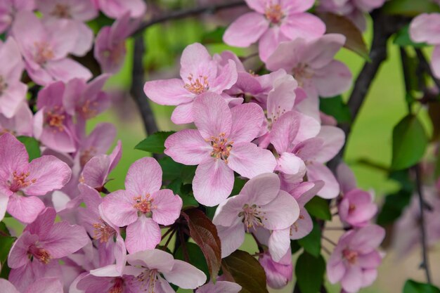 Rosa Blüten eines dekorativen Apfelbaums im Park