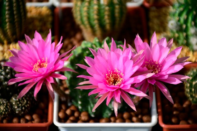 Foto rosa blüten eines hybridkaktus zwischen echinopsis und lobivia mit grünem und gelbem stamm