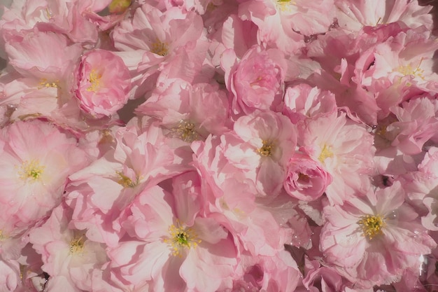 Rosa Blüten Kirsche Sakura Hintergrund Blumenwand Weicher selektiver Fokus Urlaubspostkarte Rosa Blütenblätter und gelbe Staubblätter Schöner Hintergrund Blütenblattkunst Frühlingskirschblüte Prunus serrulata