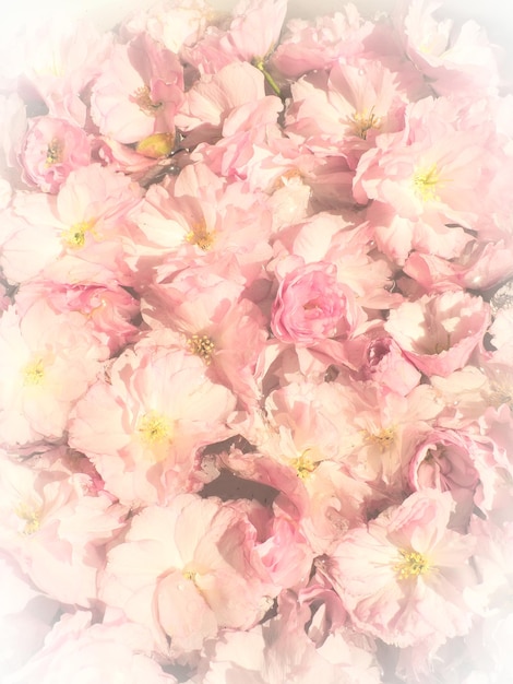 Rosa Blüten Kirsche Sakura Hintergrund Blumenwand Weicher selektiver Fokus Urlaubspostkarte Rosa Blütenblätter und gelbe Staubblätter Schöner Hintergrund Weiße Vignette Verschwommene Kunst Frühlingskirschblüte