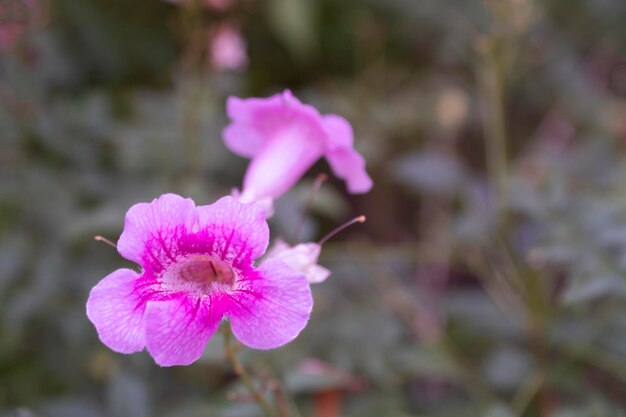 Rosa Blüten Pflanzen Hintergrund Blüten Natur Frühling Ummer