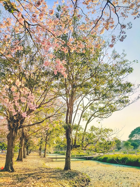 Rosa Blüten Tabebuia Rosea Blossom