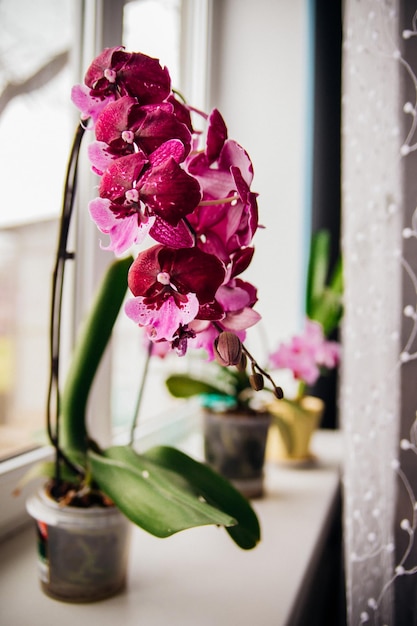 Rosa Blüten und Blätter der Phalaenopsis-Orchidee in einem Blumentopf auf der Fensterbank im Haus Pflege einer Zimmerpflanze