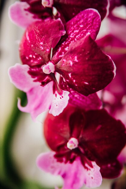 Rosa Blüten und Blätter der Phalaenopsis-Orchidee in einem Blumentopf auf der Fensterbank im Haus Pflege einer Zimmerpflanze