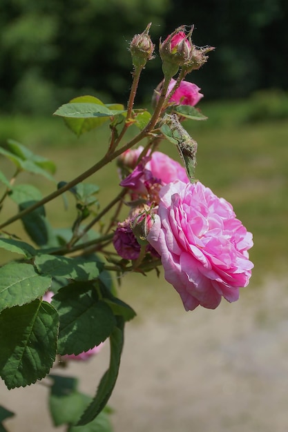 Rosa Blüten und Teerosenknospen