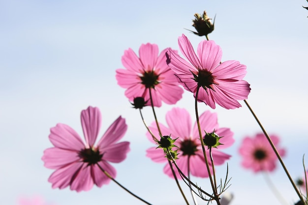 Rosa Blüten vor blauem Himmel