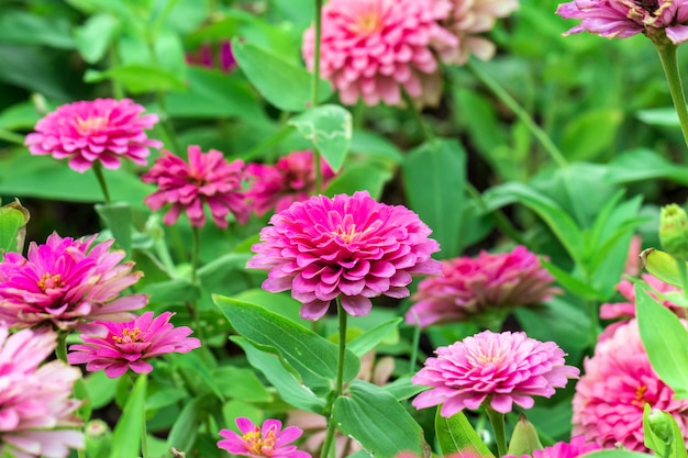 Foto rosa blütenblätter in mehreren schichten