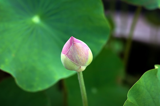 Rosa Blütenblattlotus oder waterlily und grüne Farbblätter, die über Wasser steigen