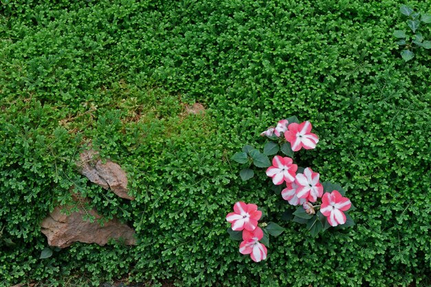 Rosa Blütenblüte auf grünen Blättern Fern bedecken den Boden