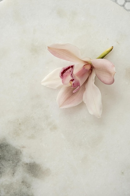 Rosa Blütenknospe auf weißem, rundem Marmorsteinhintergrund Minimalistisches, ästhetisches Blumenkonzept mit flacher Draufsicht