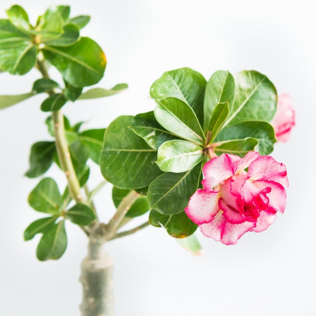 Rosa Blume Adenium Obesum Pflanze mit grünen Blättern isoliert auf weißem Hintergrund