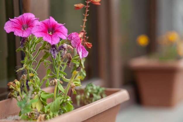 Rosa Blume am Fenster