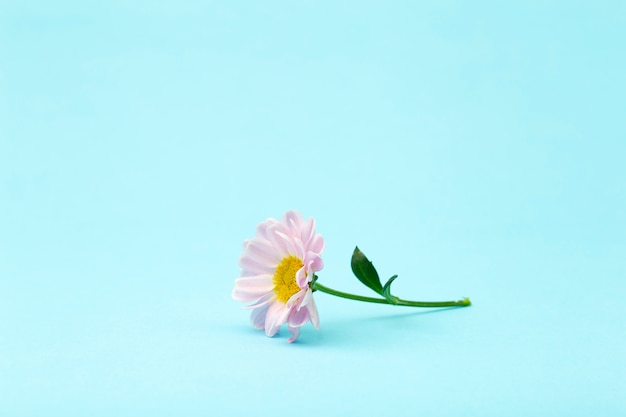 Rosa Blume auf einem farbigen minimalen Hintergrund. Blumenhintergrund kreativ. Speicherplatz kopieren