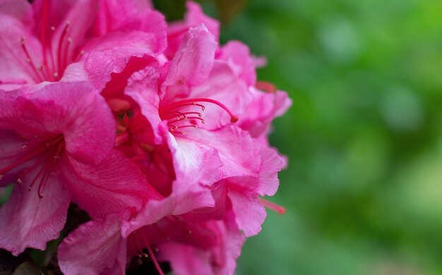 Rosa Blume auf einem grünen Hintergrund