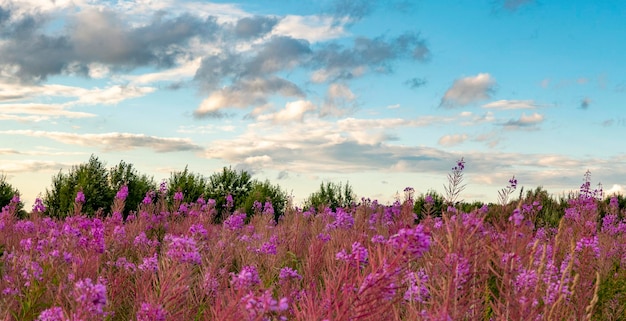 Rosa Blume auf Fireweed-Blumenfeldhintergrund