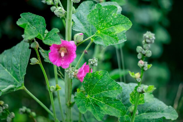 Rosa Blume der Malve blühte an einem hellen Sommertag. Biene fliegt zur Malve, um Honig und Pollen zu sammeln. Blumen der Ukraine, Malve._