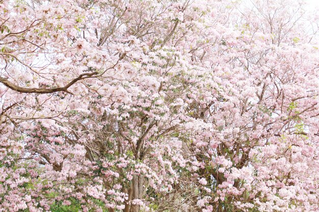 Rosa Blume der Trompete (Tabebuia rosea)