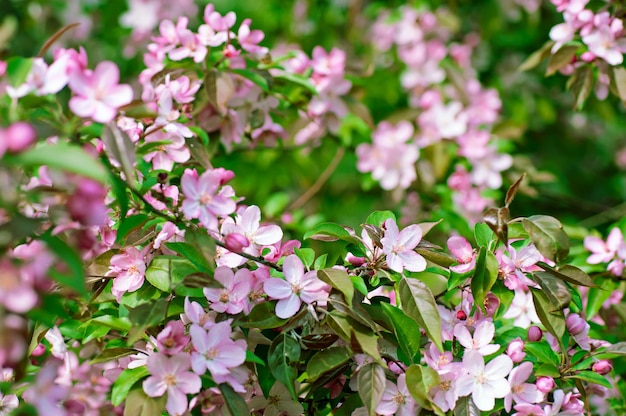 Rosa Blume des Apfelbaums, die zur Frühlingszeit, Blumenhintergrund blüht