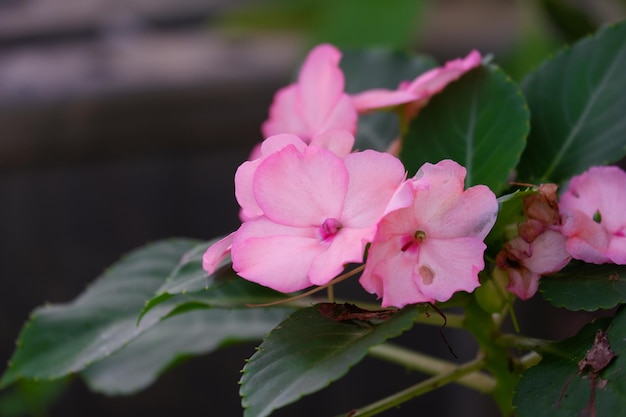 Rosa Blume, die mit bunter Farbe blüht