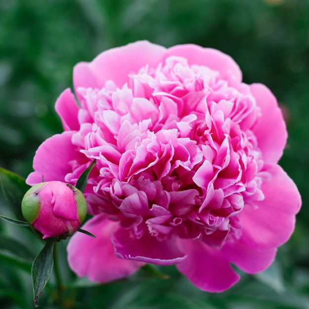 Rosa Blume einer schönen Pfingstrose im Garten in der Frühlingsnahaufnahme