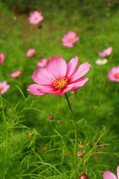 Rosa Blume im Garten