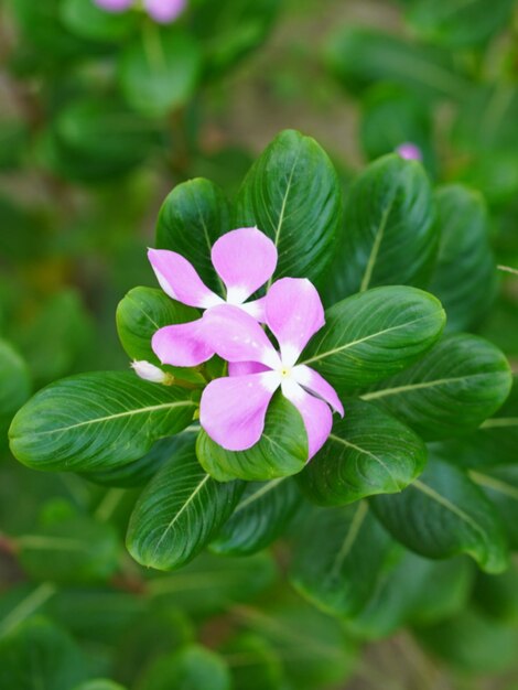 Foto rosa blume in der natur