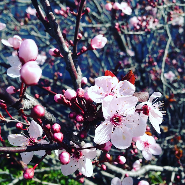 Foto rosa blume kirschblüte-kirschblüte