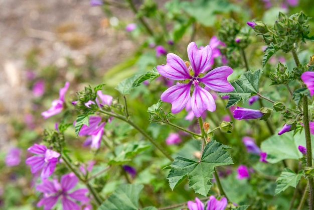 Foto rosa blume mallow malva sylvestris im garten heilpflanze grüner hintergrund der natur