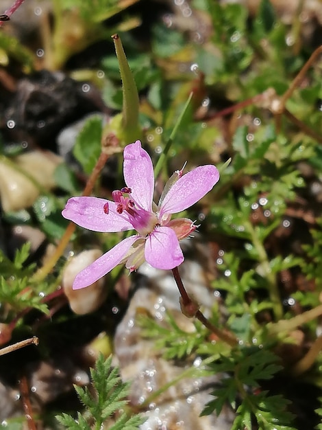 Foto rosa blume mit regentropfen