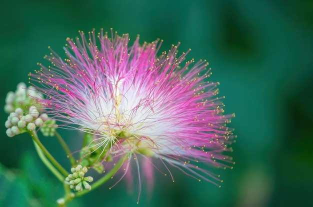 Rosa Blume schließen oben auf unscharfem Hintergrund