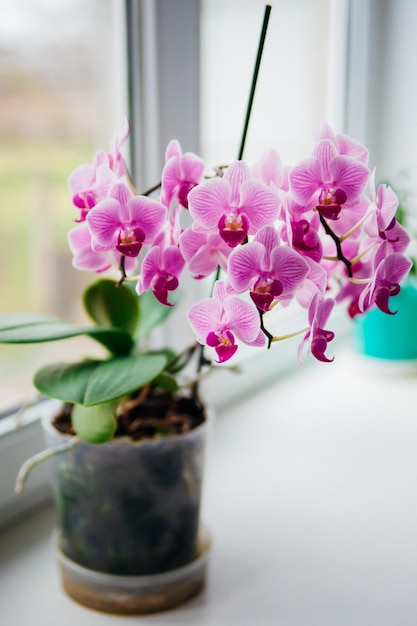 Foto rosa blume und blätter der phalaenopsis-orchidee in einem blumentopf auf der fensterbank im haus pflege einer zimmerpflanze hausgarten zimmerinnendekoration