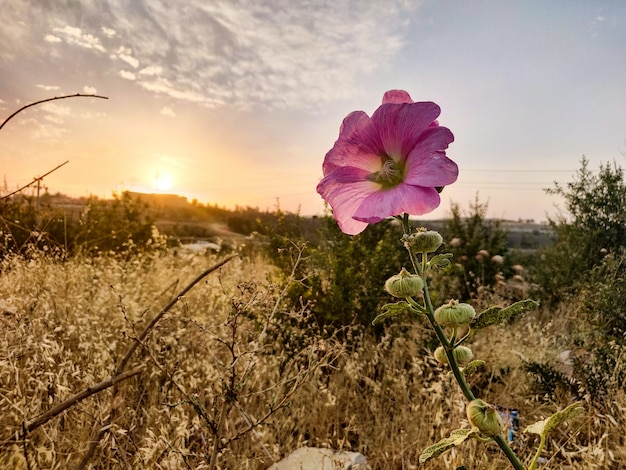 Rosa Blume und Sonnenuntergang