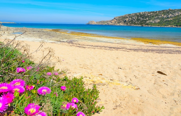 Rosa Blumen am Meer in Capo Testa Sardinien