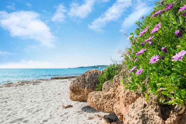 Rosa Blumen am Ufer in Le Bombarde Strand Sardinien