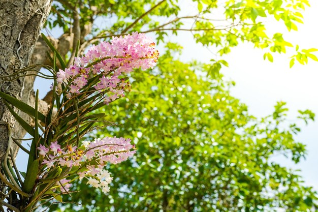 Rosa Blumen auf einem Baum