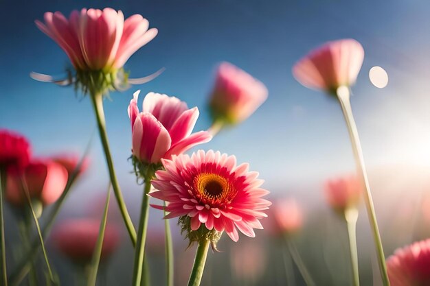 Foto rosa blumen auf einem feld mit rosa blumen