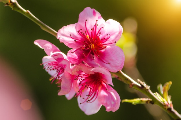 Rosa blumen auf niederlassungen an einem sonnigen tag, schöne postkarte.