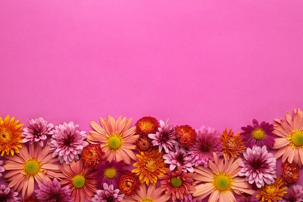Rosa Blumen auf rosa Papierhintergrund. Blumenzusammensetzung.