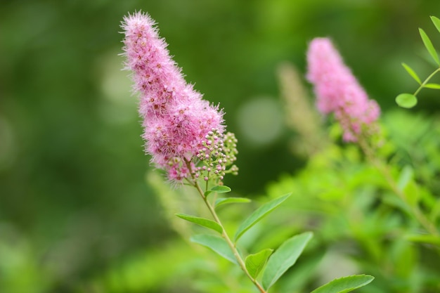 Rosa Blumen auf verschwommenem Hintergrund Botanischer Garten im Sommer Blühende Wiese