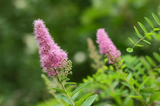 Rosa Blumen auf verschwommenem Hintergrund Botanischer Garten im Sommer Blühende Wiese