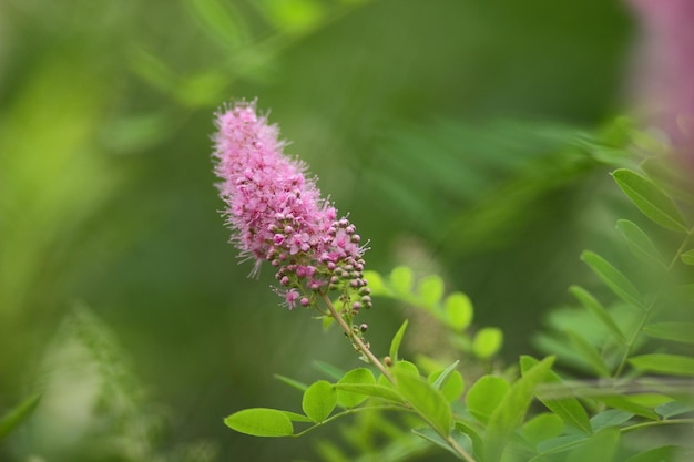 Rosa Blumen auf verschwommenem Hintergrund Botanischer Garten im Sommer Blühende Wiese