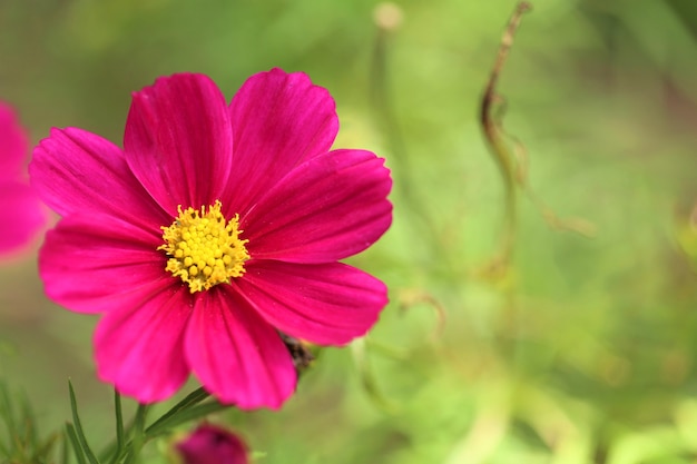 Rosa Blumen auf verschwommener Natur. Rosa Gänseblümchenblume