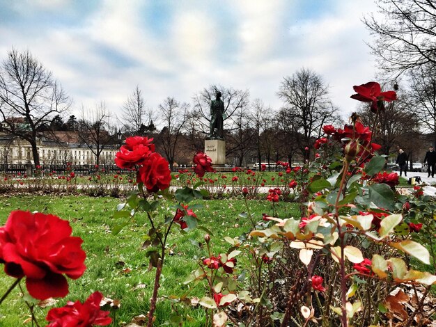 Foto rosa blumen blühen auf dem feld