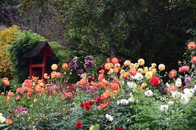 Foto rosa blumen blühen im garten