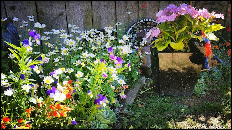 Foto rosa blumen blühen im hinterhof